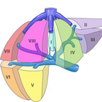 Hepatic segments (Couinaud classification) foie-vue-antero-laterale-segmentation-hepatique Hepatic segments (Couinaud classification) foie-vue-antero-laterale-segmentation-hepatique